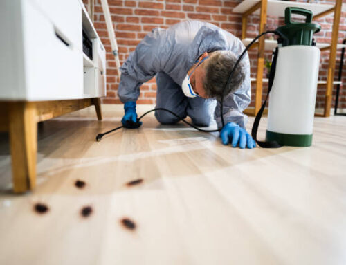 Professional vs DIY Cockroach Control: What You Need to Know