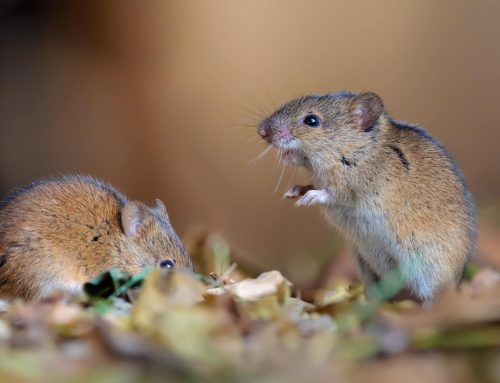 Rodent-Proofing Checklist for New Jersey Commercial Buildings