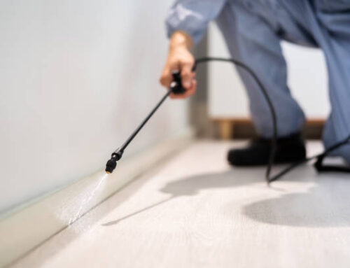 What Commercial Spaces Should Know About Early Pest Trends