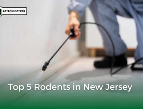 Top 5 Rodents in New Jersey