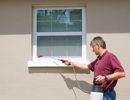 How Moisture Problems Lead To Pest Infestations