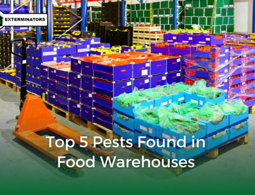 Top 5 Pests Found in Food Warehouses