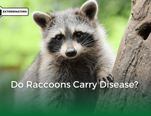 Do Raccoons Carry Disease?