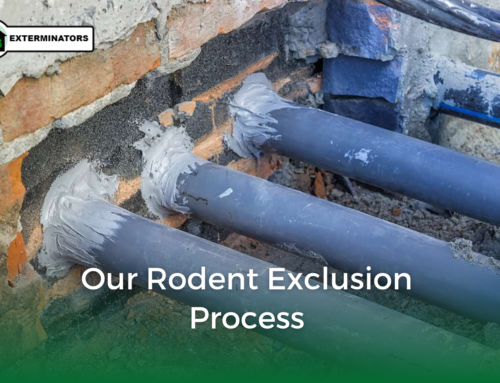 Our Rodent Exclusion Process