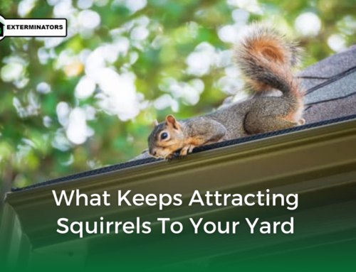 What Keeps Attracting Squirrels To Your Yard
