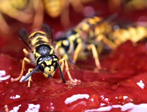 Safe Removal of Cicada Killer Nests Around Properties