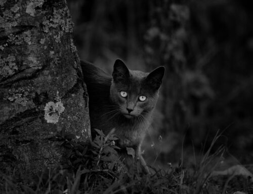 Don’t Let Your Cat Chase The Mouse, Call A Professional