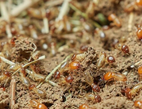 Innovations In Termite Baiting And Liquid Treatments