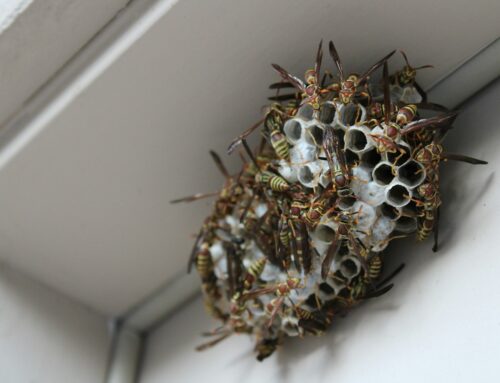 When to Call a Pro for Wasp or Hornet Hive Removal