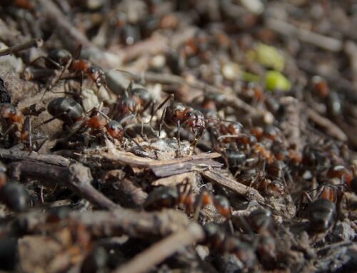 How Ant Colonies Expand Rapidly During Spring Months