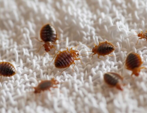 Signs Your Bed Bug Problem Needs Specialist Solutions