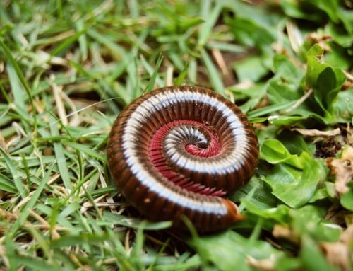 Ward Off Spring Millipedes And Centipedes By Sealing Gaps