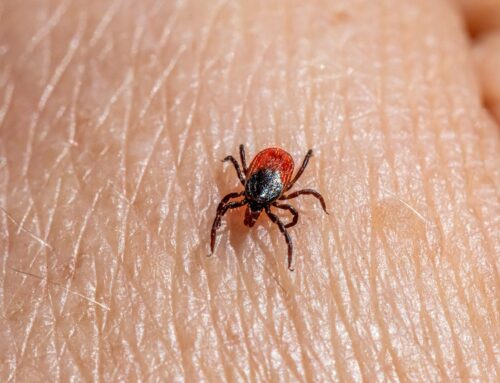 How Professional Tick Treatments Prep Yards For Summer