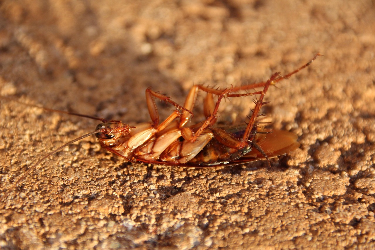 hhach-cockroach-3116192_1280